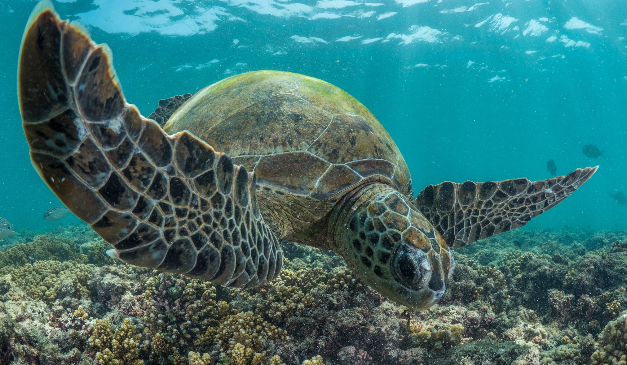 سلاحف مهددة وكتاب يوثقها للحفاظ عليها